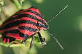 graphosoma italicum 04